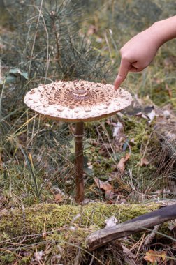 Bir parmak, ormanda büyüyen büyük bir mantarı işaret eder: Macrolepiota procera.