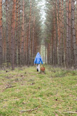 Mavi ceketli bir insan, sakin bir çam ormanında tek başına yürür, sepet taşır, yalnızlığın ve doğa keşiflerinin özünü yakalar..
