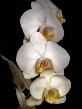 siyah arka plan üzerinde güzel beyaz orkide şube