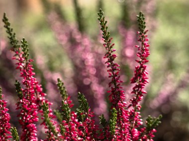 Canlı pembe kenevir çiçeklerinin yakın çekimi yemyeşil bir bahçe ortamında çiçek açıyor, doğal güzellik ve sükunet sergiliyor..