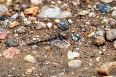 Kahverengi Yusufçuğun Yakın Çekimi Doğadaki Çakıl Zemininde Dinleniyor