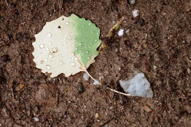 Toprakta çiy damlalarıyla kaplı bir yaprağın yakın çekimi. Taze damlacıklar yaprağın ayrıntılı kalıplarını ve organik cazibesini vurgular.