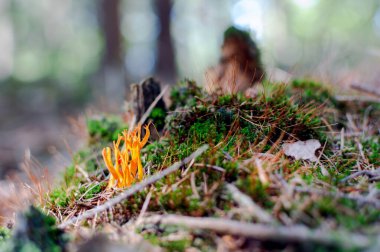 Canlı sarı mantarlar, yemyeşil yosun kaplı orman zemininden yükseliyor.,