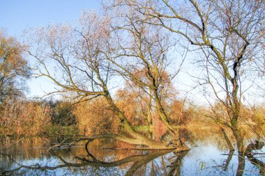 autumn landscape, bare Leafless Trees, Reflective Water, submerged trees in water