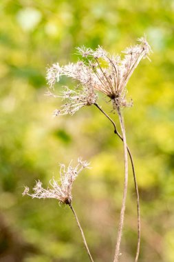 dryed up wild dill on green bokeh background