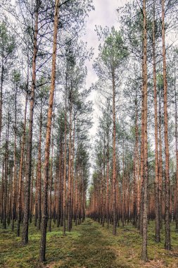 Forest, wilderness with tall pine trees and a green path covered with moss. Vertical. Bory Dolnolaskie, Polska