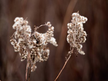 dried up goldenrod on brown background