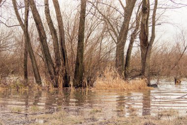 Wetlands, trees growing in water