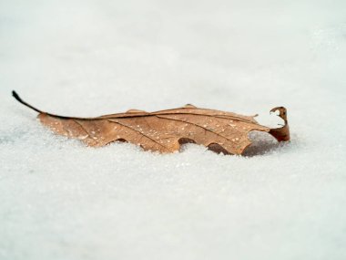 Close-up of a leaf covered in dewdrops lying on snow. The fresh droplets highlight the leaf's detailed patterns and organic charm