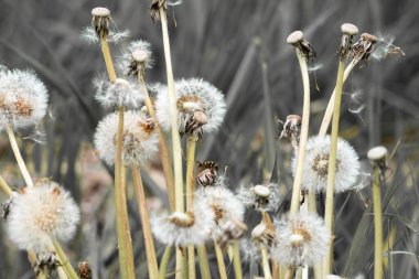 Bir grup karahindiba, karahindiba tohumu, solmuş karahindiba başları, karahindiba çiçekli üfleme topu.