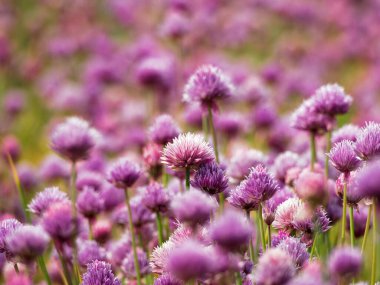 Şehir parkında soğan soğanı çiçeği, güneşli bir günde çiçek açmak. seçici odak