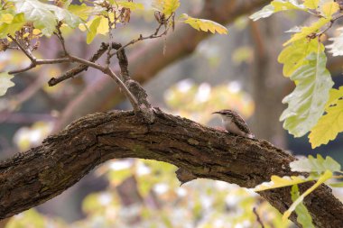 Ağaç dalına tüneyen Avrasya Ağaç Bekçisi (Certhia familiaris)