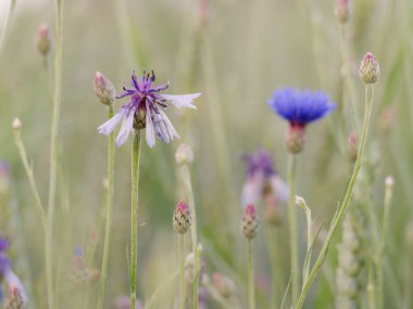 Uzun otlar ve yeşil buğdaylarla çevrili mavi çiçek ve tomurcuklar.