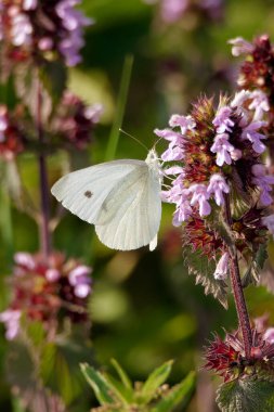 Beyaz kelebek Pieris rengarenk yabani çiçeğe tecavüz ediyor.