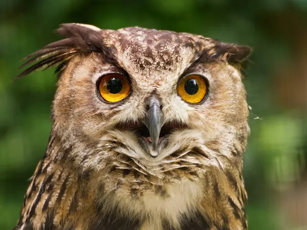 Yeşil arka planda turuncu gözlü Avrasya kartalı baykuşunun detaylı portresi, güneşli bir gün.
