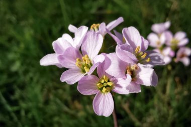 Cardamine pratensis, guguk kuşu çiçeği, bayan önlüğü, mayflower veya sütçü kızlar. Yeşil arkaplanda pembe çiçeklerin ayrıntıları