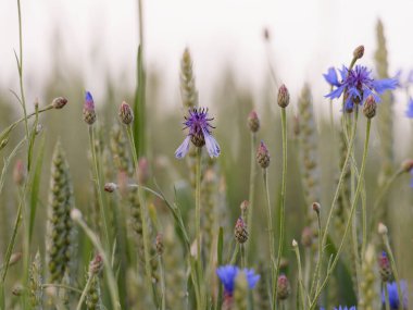 Uzun otlar ve yeşil buğdaylarla çevrili mavi çiçek ve tomurcuklar.