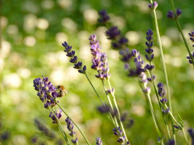 Güneş Işığı Yaz Bahçesinde Arı Tozlaştıran Lavanta Çiçekleri