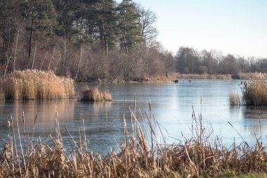 Msciwojow, Lower Silesia, Polonya ve Avrupa 'da küçük bir Donmuş Rezerv deposu. Sazlıklar, Ağaçlar ve Huzurlu Kış Atmosferi ile Manzara. Zalew Msciwojow, Polska