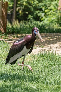 Abdim 'in leyleği (Ciconia abdimii) çimenlerde yürüyor