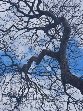 Çarpık dalları olan etkileyici bir ağaç silueti beyaz bulutlarla benekli mavi bir gökyüzüne karşı. Resim, güneşli bir günde ağacın yapısının karmaşıklığını ve güzelliğini vurgular..