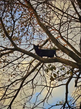 Görkemli bir siyah kedi ağacın yüksek bir dalında dengede durur, silueti berrak mavi bir gökyüzü ve yumuşak bulutlarla çelişir. Sahne sükunet ve merakı taşır, kuru yapraklarla sonbahar dokunuşu eklenir..