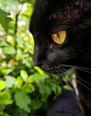 Parlak sarı gözlü, yeşil yapraklara odaklanmış siyah bir kedi görüntüsü. Kedinin ifadesi merak ve sükuneti gösterirken, doğal ışık kürk dokusunu ve çevreleyen hayvan detaylarını vurgular..