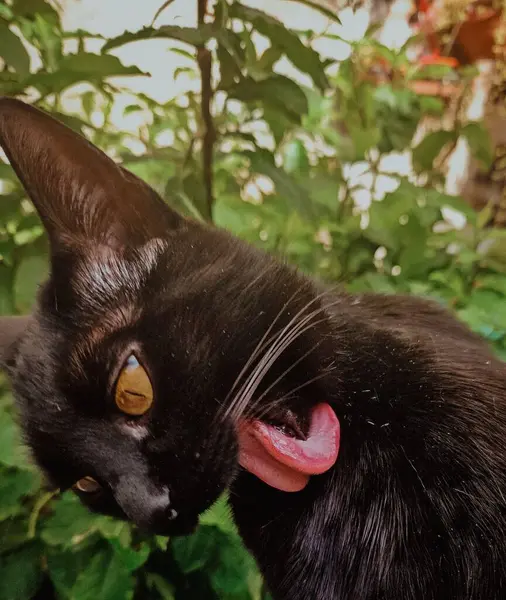 Kehribar gözlü sevimli siyah bir kedi kürkünü yalarken tuhaf bir açıyla eğiliyor. Arka planda canlı yeşil yapraklar var, kedinin tüylerinin yumuşaklığıyla güzel bir tezat oluşturuyor..