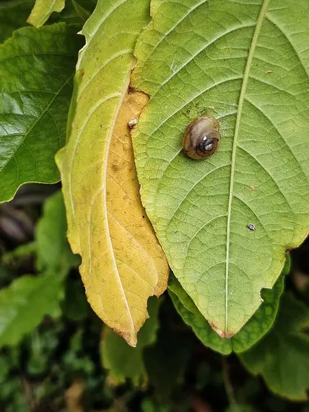 Bir salyangoz Gine bitkisinin bir yaprağının üzerinde dinlenirken, yanında sararmış bir yaprak uzanıyor. İkisi de hastalıklı yapraklar..