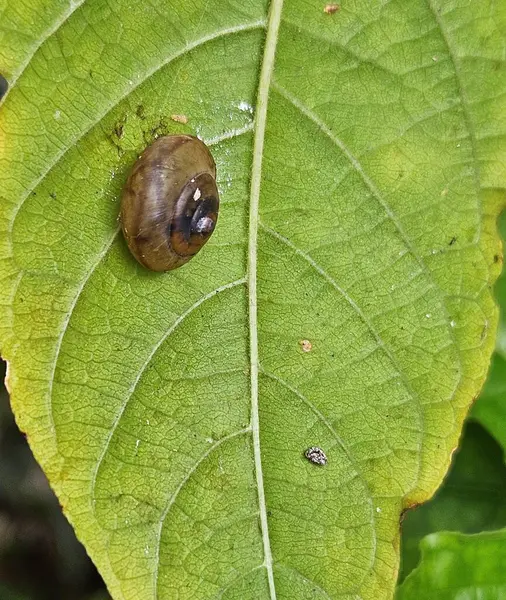 Kahverengi bir salyangoz canlı bir yeşil gine yaprağının üzerinde huzur içinde yatar. Yaprağın dokusunu ve salyangozun pürüzsüz kabuğunu ortaya çıkarır. Yakınlarda, küçük bir yaratık saklanıyor, doğaya biraz gizem katıyor..