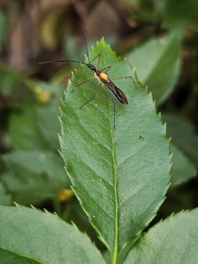 Narin bir böcek canlı yeşil bir gül yaprağına dayanır ve yapısının ve renklerinin büyüleyici detaylarını gösterir. Kompozisyon doğanın güzelliğini vurguluyor, yumuşak ışıkla..