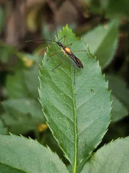 Narin bir böcek canlı yeşil bir gül yaprağına dayanır ve yapısının ve renklerinin büyüleyici detaylarını gösterir. Kompozisyon doğanın güzelliğini vurguluyor, yumuşak ışıkla..