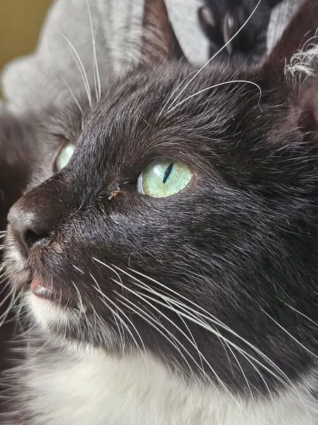 Yakından bakınca siyah beyaz bir kedinin delici yeşil gözleri var. Görüntü, kürkünün parlaklığını ve merak ve dinginliği yansıtan nazik ifadesini yakalar..