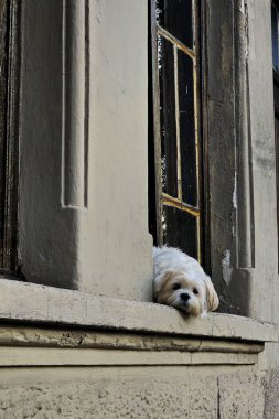 Sevimli beyaz bir köpek eski bir evin penceresinde huzur içinde yatıyor. Hayvan meraklı ve sakin görünüyor, kafası çıkıntıda dinleniyor, dışarıdaki dünyayı pencere camlarından izliyor..