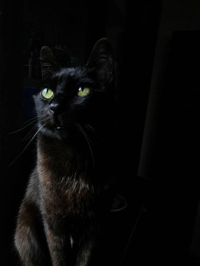Pürüzsüz, siyah bir kedi, parlak yeşil gözleriyle büyüleyici bir ışıkla öne çıkıyor. Gölgelerin ve ışığın oyunu bu görkemli kedinin güzelliğini ve zarafetini vurguluyor..