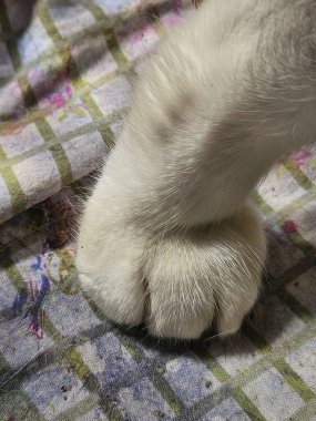 Yumuşak kürklü ve narin pençeli, yeşil ve leylak desenli kumaşın üzerinde dinlenen beyaz bir kedinin patisinin yakın çekimi. Görüntü, kedinin yumuşaklığını ve zarafetini aktarıyor. Sevgiyi çağrıştırıyor..