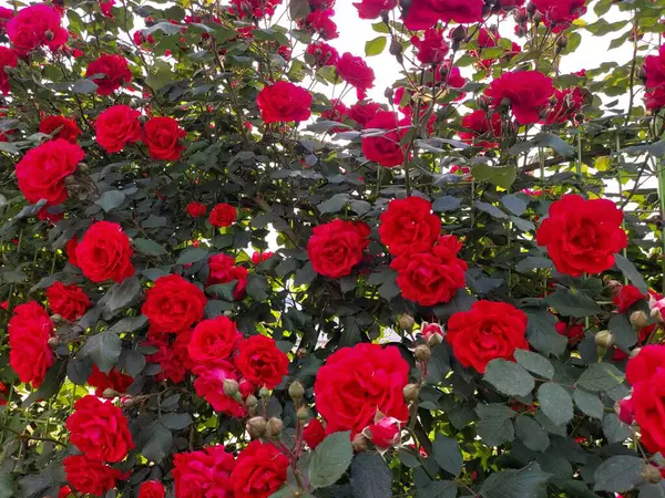 Bahçede güzel kırmızı güller