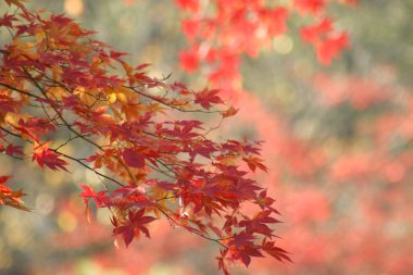 fall season, colorful foliage leaves in nature, autumn season background