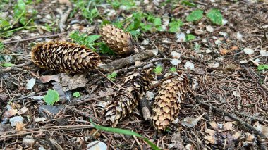 Doğal bir orman ortamında yerde yatan çam kozalakları. Kuru iğneler, toprak ve dağınık koniler, doğa, mevsimler ve orman ekolojisi ile ilgili kavramlar için idealdir. Yüksek