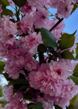 Sakura. Mavi gökyüzüne karşı narin pembe çiçekli bir kiraz dalı. Çiçek açan ağaçla güzel bir bahar arkaplanı. Mevsimsel tasarım için çiçek romantik sahnesi. Yüksek kalite fotoğraf