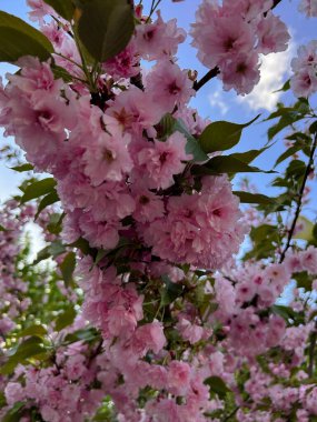 Sakura. Mavi gökyüzüne karşı narin pembe çiçekli bir kiraz dalı. Çiçek açan ağaçla güzel bir bahar arkaplanı. Mevsimsel tasarım için çiçek romantik sahnesi. Yüksek kalite fotoğraf