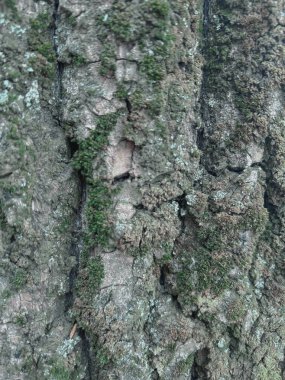 Ağaç kabuğu dokusunun yakın plan görüntüleri doğal ahşap desenler ve kaba kumlu yüzey, çevre dostu projeler ve doğa temalı tasarımlar için idealdir. - Evet. Yüksek kalite fotoğraf