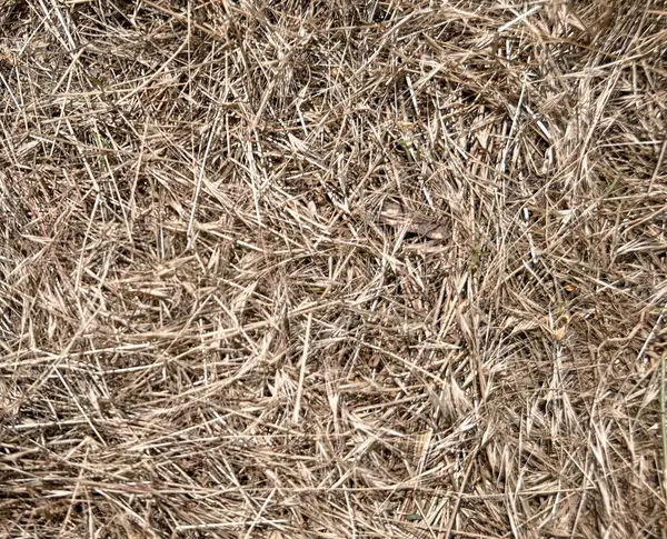 Kuru saman dokusu arka planı. Doğal kurumuş çim yüzeyi, organik saman tarlası detayı. Eko çiftliği tasarımı, sonbahar temaları ya da doğal arka planlar için ideal. Yüksek kalite fotoğraf