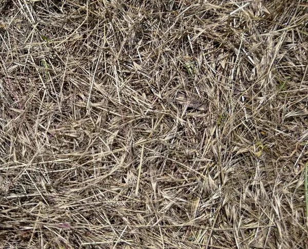 Kuru saman dokusu arka planı. Doğal kurumuş çim yüzeyi, organik saman tarlası detayı. Eko çiftliği tasarımı, sonbahar temaları ya da doğal arka planlar için ideal. Yüksek kalite fotoğraf