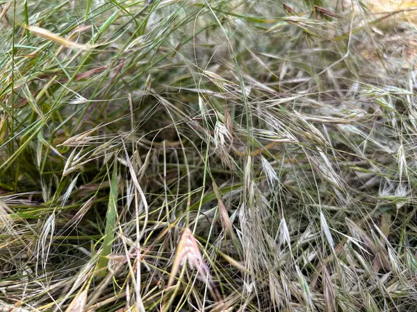 Kuru saman dokusu arka planı. Doğal kurumuş çim yüzeyi, organik saman tarlası detayı. Eko çiftliği tasarımı, sonbahar temaları ya da doğal arka planlar için ideal. Yüksek kalite fotoğraf