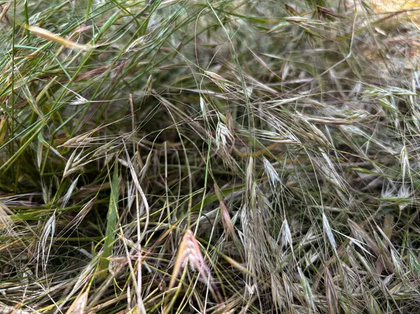 Kuru saman dokusu arka planı. Doğal kurumuş çim yüzeyi, organik saman tarlası detayı. Eko çiftliği tasarımı, sonbahar temaları ya da doğal arka planlar için ideal. Yüksek kalite fotoğraf