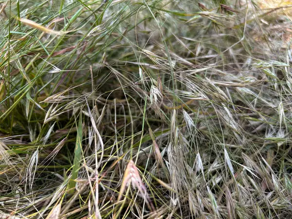 Kuru saman dokusu arka planı. Doğal kurumuş çim yüzeyi, organik saman tarlası detayı. Eko çiftliği tasarımı, sonbahar temaları ya da doğal arka planlar için ideal. Yüksek kalite fotoğraf
