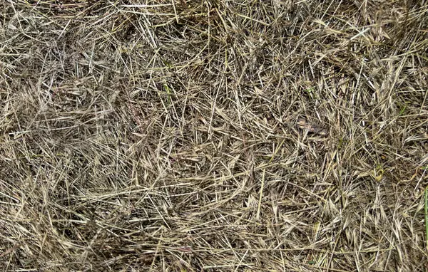 Kuru saman dokusu arka planı. Doğal kurumuş çim yüzeyi, organik saman tarlası detayı. Eko çiftliği tasarımı, sonbahar temaları ya da doğal arka planlar için ideal. Yüksek kalite fotoğraf