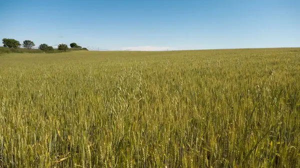 Açık mavi gökyüzünün altında buğday tarlaları büyüyor.