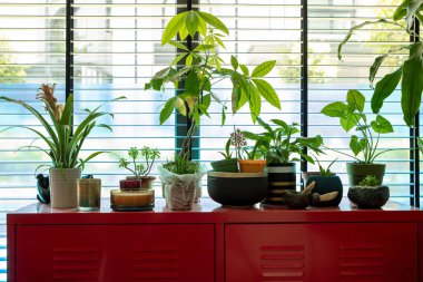 İçerideki Bitkiler Kırmızı Kabinede Pencereden Parlak Doğal Işık